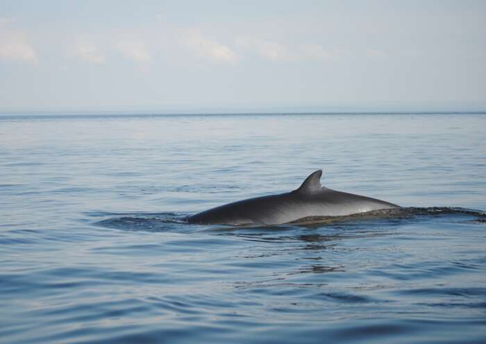 Plancia ëd Balaenoptera acutorostrata Lacépède 1804