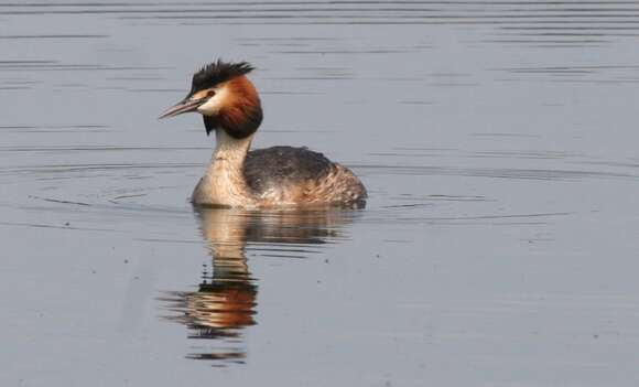 Image of Podiceps Latham 1787