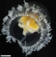 Image of Immortal jellyfish