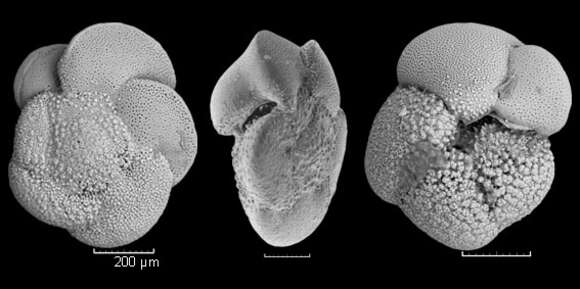 Image of Globorotalia crassaformis subsp. imbricata Krasheninnikov & Bylinskaya 2002 ex Bylinskaya, M. E., Golovina, L. A., Krasheninnikov & V. A. 2002