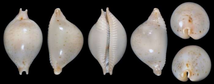 Image of high-bridge chickpea cowrie