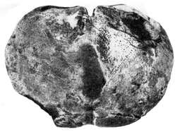 Image of Laticlypus giganteus Szörenyi 1966