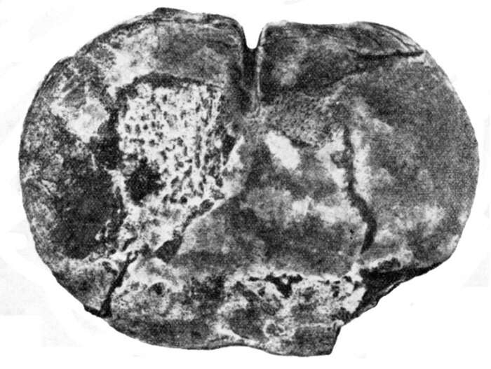 Image of Laticlypus giganteus Szörenyi 1966