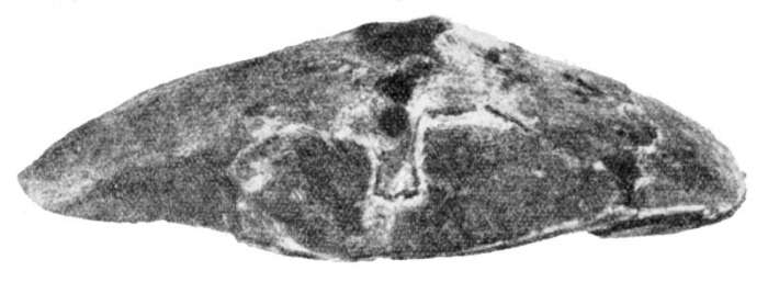 Image of Collyritidae d'Orbigny 1853
