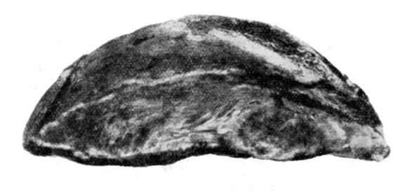 Image of Laticlypus giganteus Szörenyi 1966