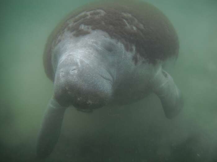 Image of manatees