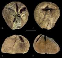 Image of Leymeriaster campestris van der Ham, Jagt & Janssens 2011