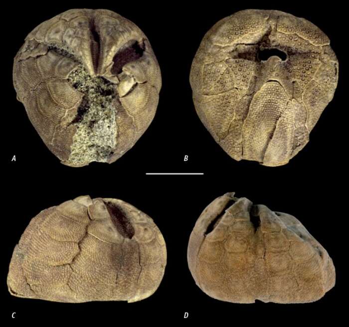 Image of Leymeriaster campestris van der Ham, Jagt & Janssens 2011