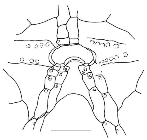 Image of Leymeriaster campestris van der Ham, Jagt & Janssens 2011