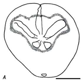 Image of Leymeriaster campestris van der Ham, Jagt & Janssens 2011