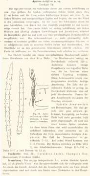 Image of Agelas axifera Hentschel 1911