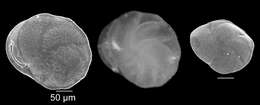Image of Cassidulina d'Orbigny 1826