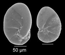 Image de Nonionella stella Cushman & Moyer 1930