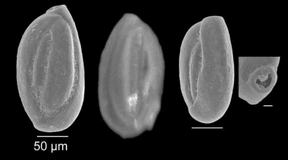 Image of Quinqueloculina laevigata Deshayes 1831