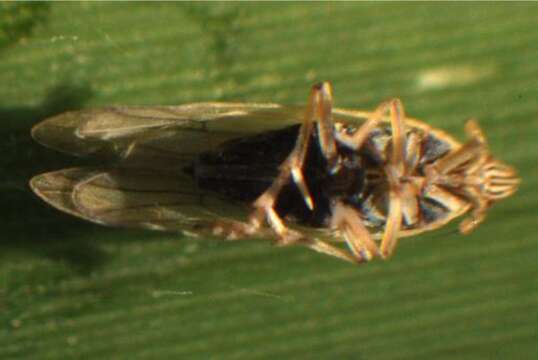 Image of Prokelisia marginata (Van Duzee 1897)