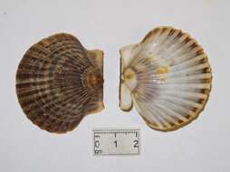 Image of Common scallop