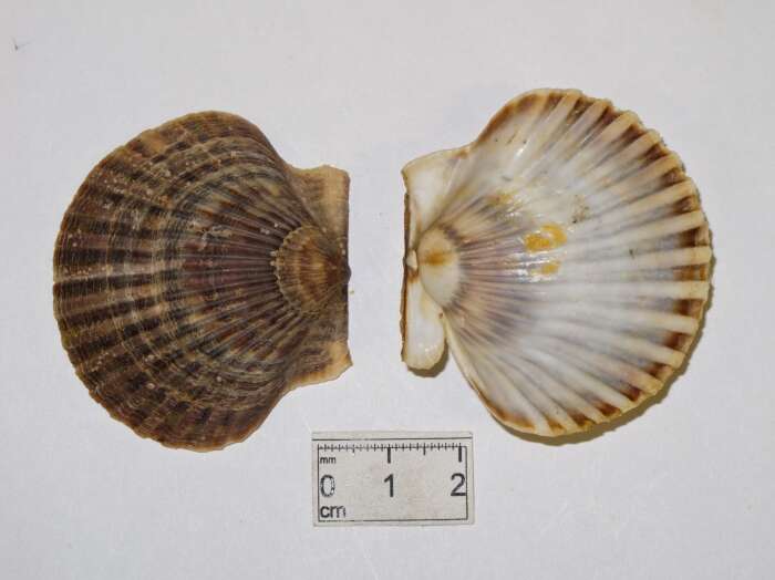 Image of Common scallop