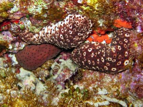 Imagem de Holothuria subgen. Platyperona Rowe 1969