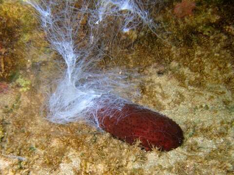 Image of Holothuria subgen. Platyperona Rowe 1969