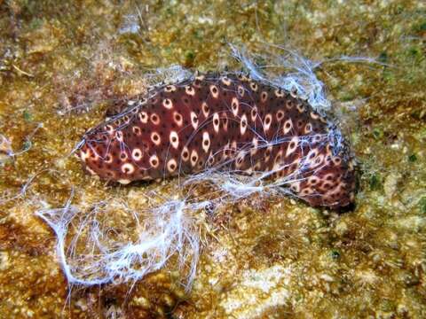 Image of Holothuria subgen. Platyperona Rowe 1969