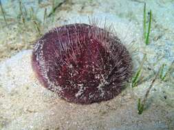 Image of purple heart urchin