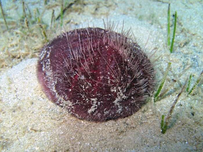 Image of purple heart urchin