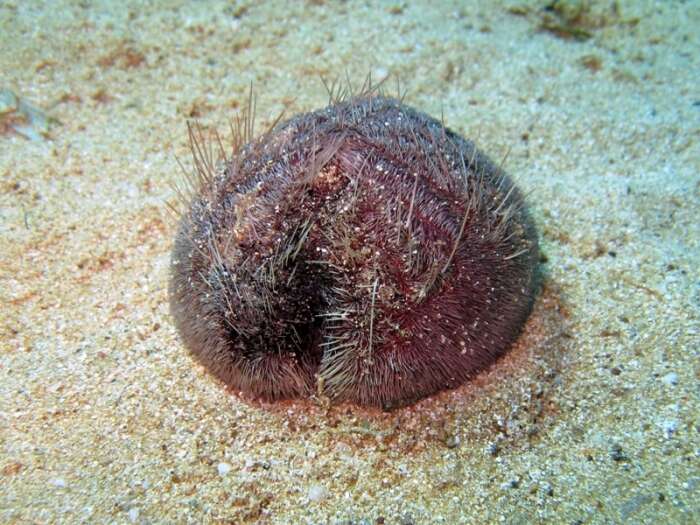 Image of purple heart urchin