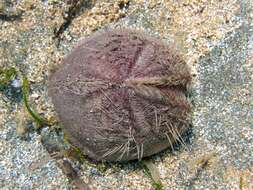 Image of purple heart urchin