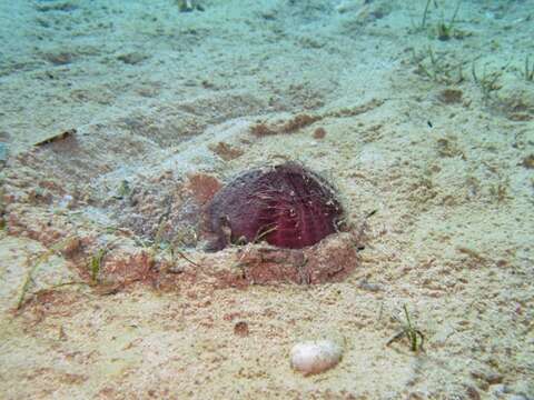 Image of purple heart urchin