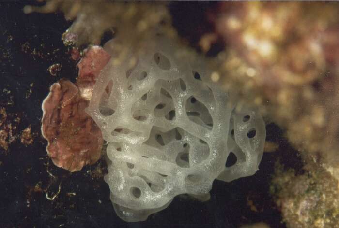 Image of sponges