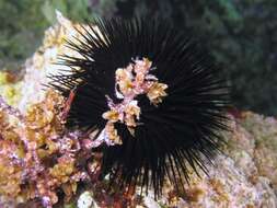 Image of Black Sea urchin