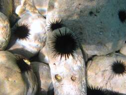 Image of Black Sea urchin