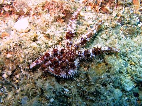 Image of white starfish