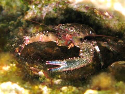 Image of Leach's squat lobster