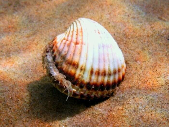 Image of Moroccan cockle