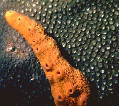 Image of brown tube sponge