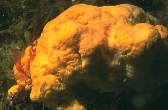 Image of Maltese sponge