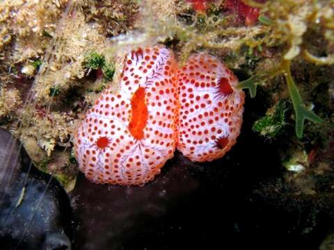 Image of sea-strawberry