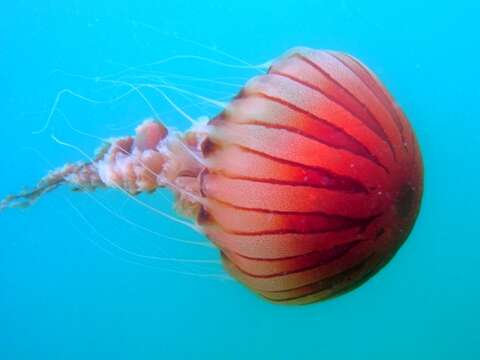 Image of Compass jellyfish