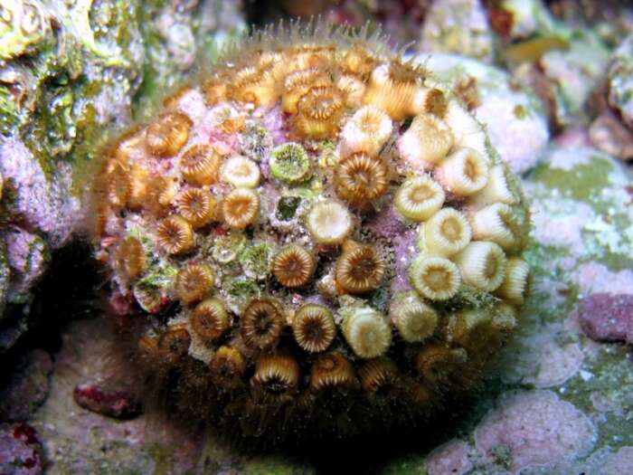 Image of Caespitose tube coral