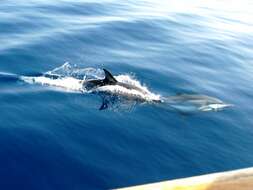 Image of Atlantic Dolphin