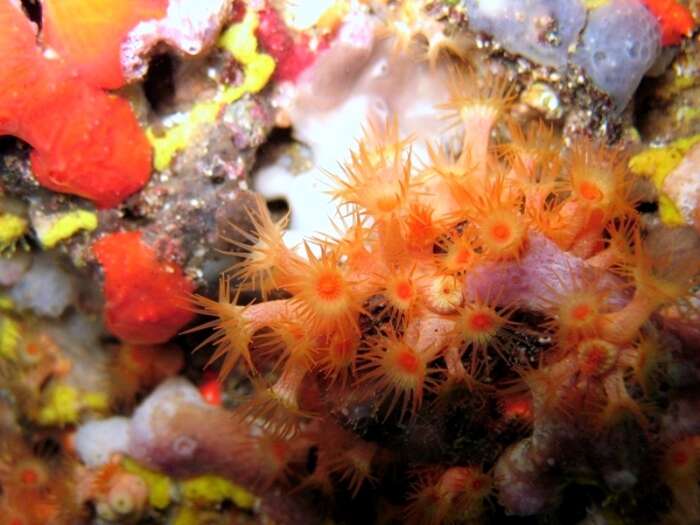 Image of Yellow encrusting anemone