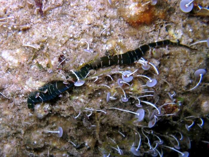 Image of banded bootlace