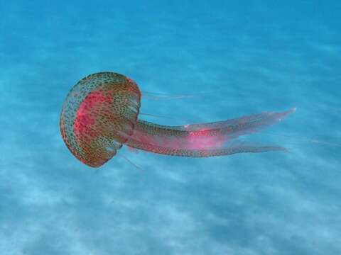 Image of Purplestriped jellyfishes