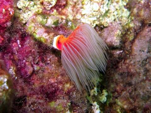 Protula tubularia (Montagu 1803)的圖片