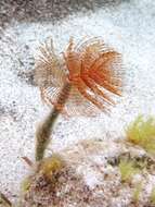 Image of European fan worm