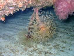 Image of European fan worm