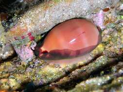 Image of brown cowrie