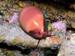 Image of brown cowrie