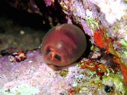 Image of brown cowrie